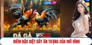 Ưu điểm nổi bật khi thành viên tham gia tại đá gà DA88